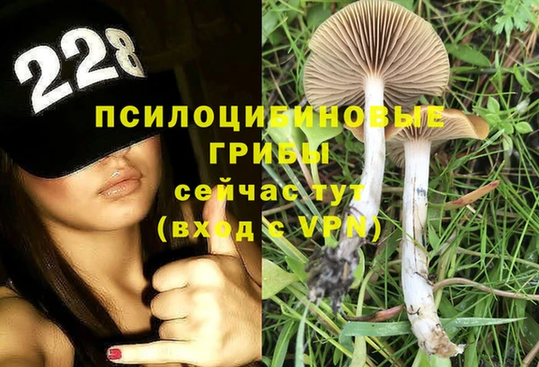 стаф Аркадак